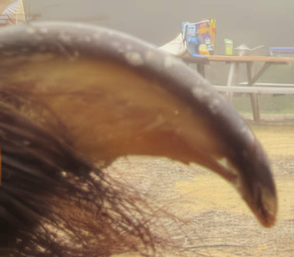 Close up of the bear claw